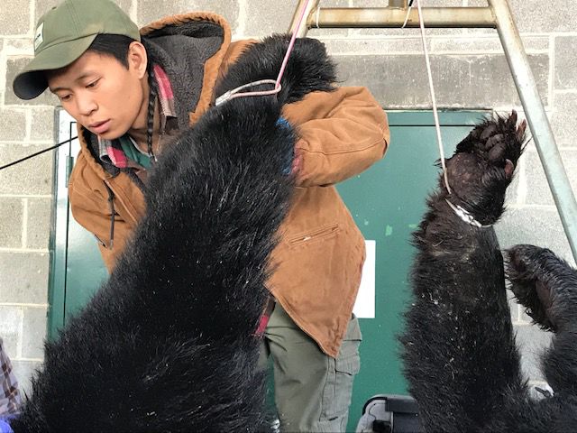 Maryland Bear Hunt 2018 Joshua Tabora